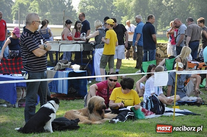 Zdjęcie w galerii na portalu naszraciborz.pl: XX Jubileuszowa Krajowa Wystawa Psów Rasowych  wiadomości z regionu