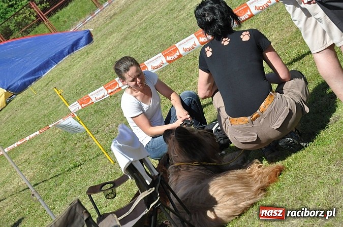 Zdjęcie w galerii na portalu naszraciborz.pl: XX Jubileuszowa Krajowa Wystawa Psów Rasowych  wiadomości z regionu