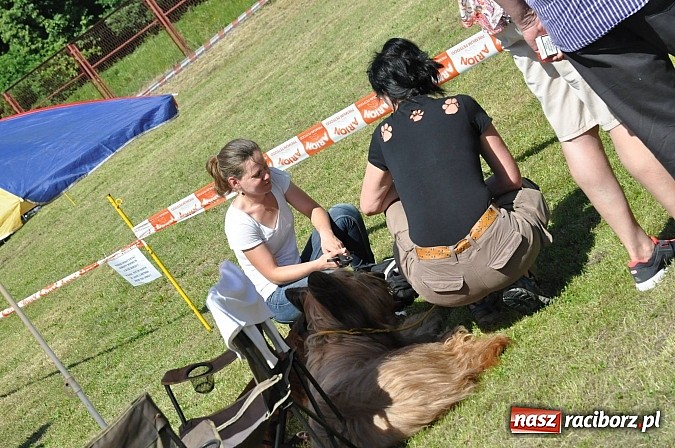Zdjęcie w galerii na portalu naszraciborz.pl: XX Jubileuszowa Krajowa Wystawa Psów Rasowych  wiadomości z regionu