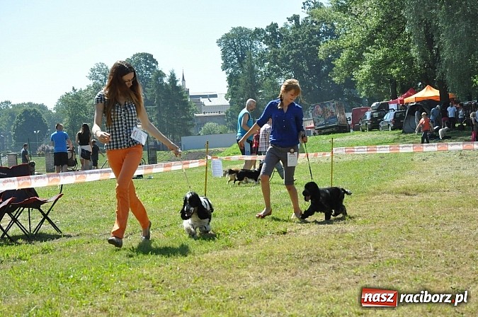 Zdjęcie w galerii na portalu naszraciborz.pl: XX Jubileuszowa Krajowa Wystawa Psów Rasowych  wiadomości z regionu