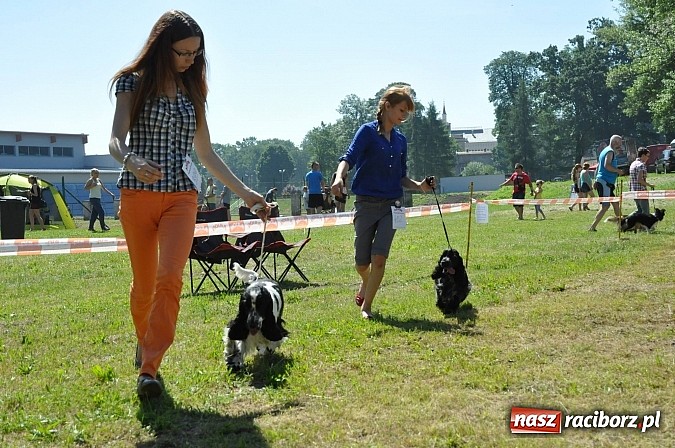 Zdjęcie w galerii na portalu naszraciborz.pl: XX Jubileuszowa Krajowa Wystawa Psów Rasowych  wiadomości z regionu