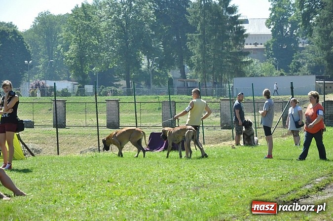 Zdjęcie w galerii na portalu naszraciborz.pl: XX Jubileuszowa Krajowa Wystawa Psów Rasowych  wiadomości z regionu