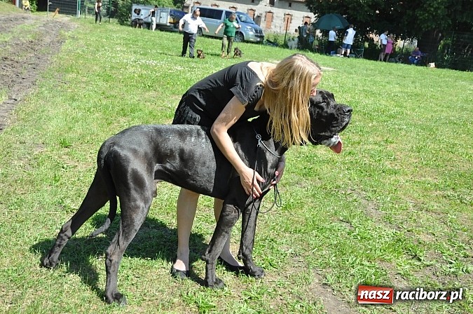 Zdjęcie w galerii na portalu naszraciborz.pl: XX Jubileuszowa Krajowa Wystawa Psów Rasowych  wiadomości z regionu