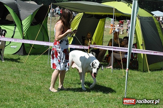 Zdjęcie w galerii na portalu naszraciborz.pl: XX Jubileuszowa Krajowa Wystawa Psów Rasowych  wiadomości z regionu