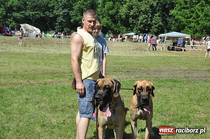 Zdjęcie w galerii na portalu naszraciborz.pl: XX Jubileuszowa Krajowa Wystawa Psów Rasowych  wiadomości z regionu