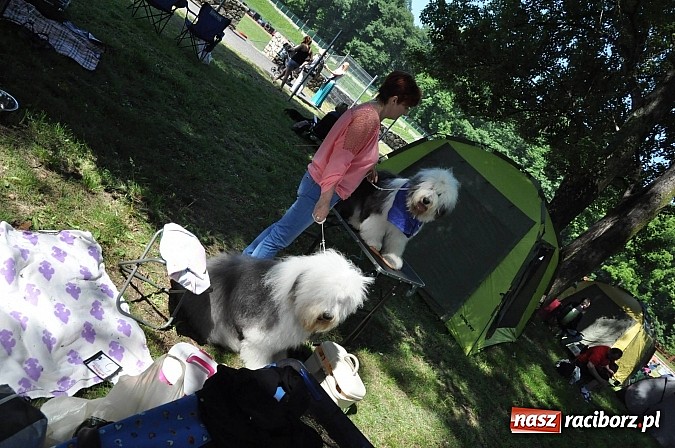 Zdjęcie w galerii na portalu naszraciborz.pl: XX Jubileuszowa Krajowa Wystawa Psów Rasowych  wiadomości z regionu