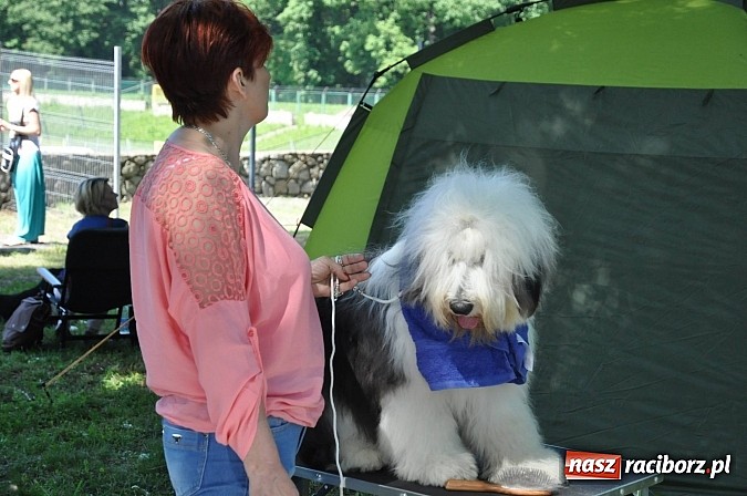 Zdjęcie w galerii na portalu naszraciborz.pl: XX Jubileuszowa Krajowa Wystawa Psów Rasowych  wiadomości z regionu