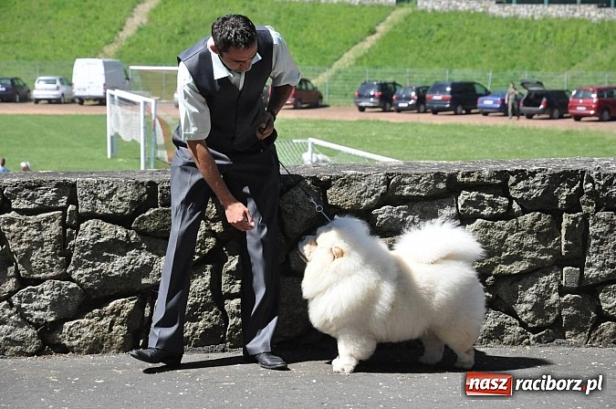 Zdjęcie w galerii na portalu naszraciborz.pl: XX Jubileuszowa Krajowa Wystawa Psów Rasowych  wiadomości z regionu