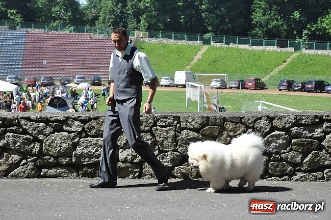 Zdjęcie w galerii na portalu naszraciborz.pl: XX Jubileuszowa Krajowa Wystawa Psów Rasowych  wiadomości z regionu
