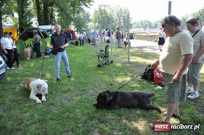 Zdjęcie w galerii na portalu naszraciborz.pl: XX Jubileuszowa Krajowa Wystawa Psów Rasowych  wiadomości z regionu