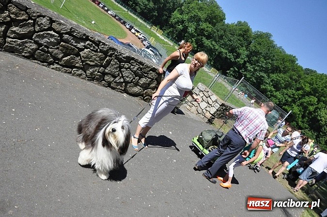 Zdjęcie w galerii na portalu naszraciborz.pl: XX Jubileuszowa Krajowa Wystawa Psów Rasowych  wiadomości z regionu