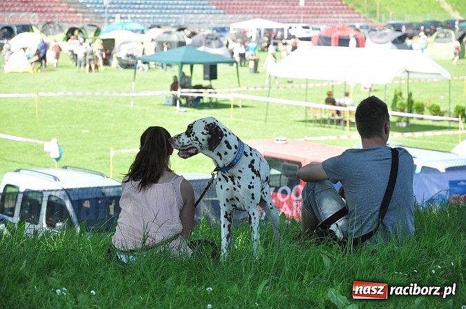 Zdjęcie w galerii na portalu naszraciborz.pl: XX Jubileuszowa Krajowa Wystawa Psów Rasowych  wiadomości z regionu