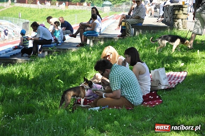 Zdjęcie w galerii na portalu naszraciborz.pl: XX Jubileuszowa Krajowa Wystawa Psów Rasowych  wiadomości z regionu