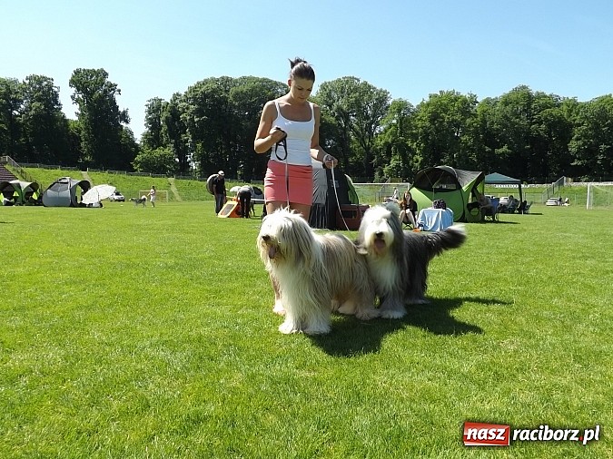 Zdjęcie w galerii na portalu naszraciborz.pl: XX Jubileuszowa Krajowa Wystawa Psów Rasowych  wiadomości z regionu