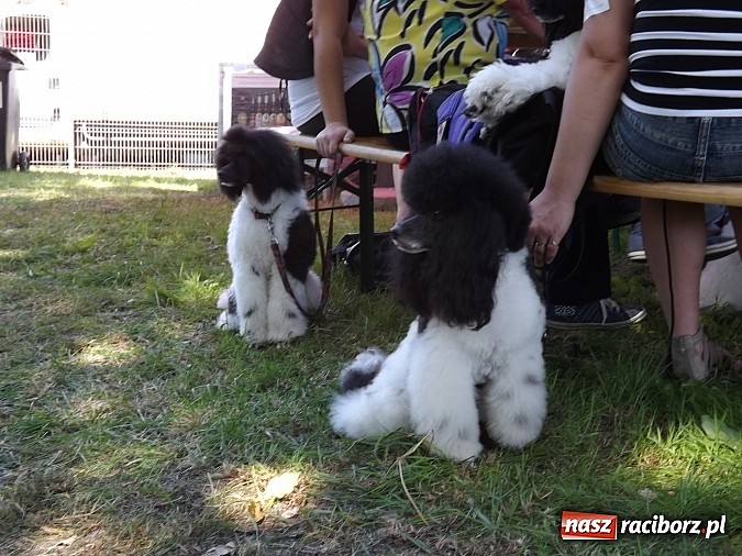 Zdjęcie w galerii na portalu naszraciborz.pl: XX Jubileuszowa Krajowa Wystawa Psów Rasowych  wiadomości z regionu