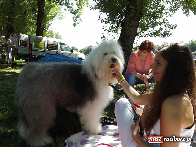 Zdjęcie w galerii na portalu naszraciborz.pl: XX Jubileuszowa Krajowa Wystawa Psów Rasowych  wiadomości z regionu