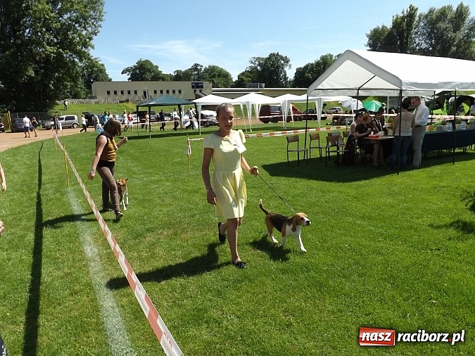 Zdjęcie w galerii na portalu naszraciborz.pl: XX Jubileuszowa Krajowa Wystawa Psów Rasowych  wiadomości z regionu