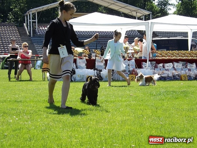 Zdjęcie w galerii na portalu naszraciborz.pl: XX Jubileuszowa Krajowa Wystawa Psów Rasowych  wiadomości z regionu