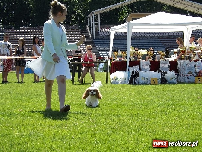Zdjęcie w galerii na portalu naszraciborz.pl: XX Jubileuszowa Krajowa Wystawa Psów Rasowych  wiadomości z regionu