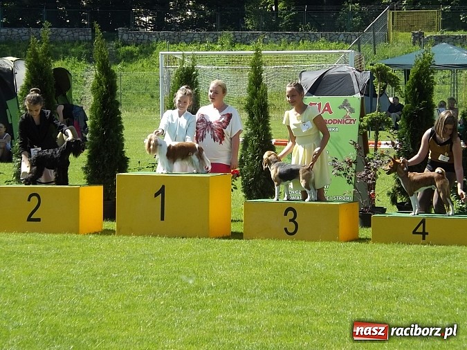 Zdjęcie w galerii na portalu naszraciborz.pl: XX Jubileuszowa Krajowa Wystawa Psów Rasowych  wiadomości z regionu