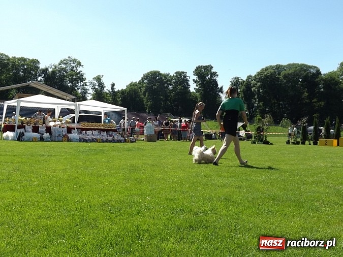 Zdjęcie w galerii na portalu naszraciborz.pl: XX Jubileuszowa Krajowa Wystawa Psów Rasowych  wiadomości z regionu