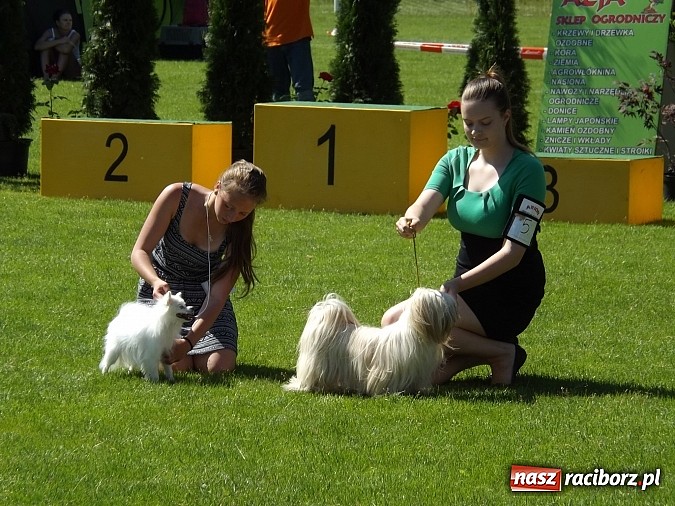Zdjęcie w galerii na portalu naszraciborz.pl: XX Jubileuszowa Krajowa Wystawa Psów Rasowych  wiadomości z regionu