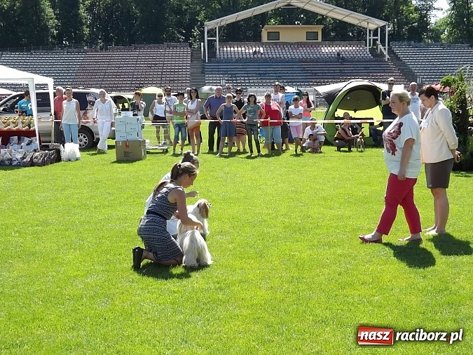 Zdjęcie w galerii na portalu naszraciborz.pl: XX Jubileuszowa Krajowa Wystawa Psów Rasowych  wiadomości z regionu