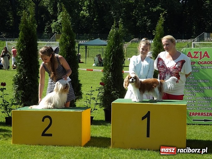 Zdjęcie w galerii na portalu naszraciborz.pl: XX Jubileuszowa Krajowa Wystawa Psów Rasowych  wiadomości z regionu