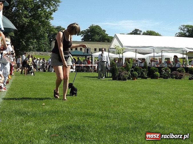 Zdjęcie w galerii na portalu naszraciborz.pl: XX Jubileuszowa Krajowa Wystawa Psów Rasowych  wiadomości z regionu