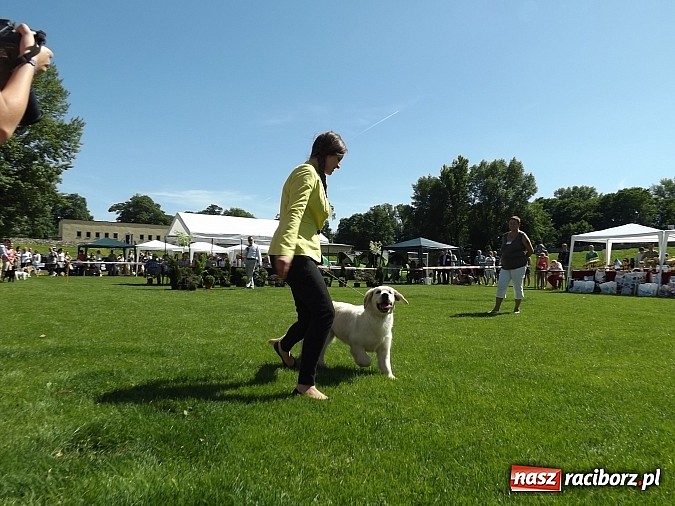Zdjęcie w galerii na portalu naszraciborz.pl: XX Jubileuszowa Krajowa Wystawa Psów Rasowych  wiadomości z regionu