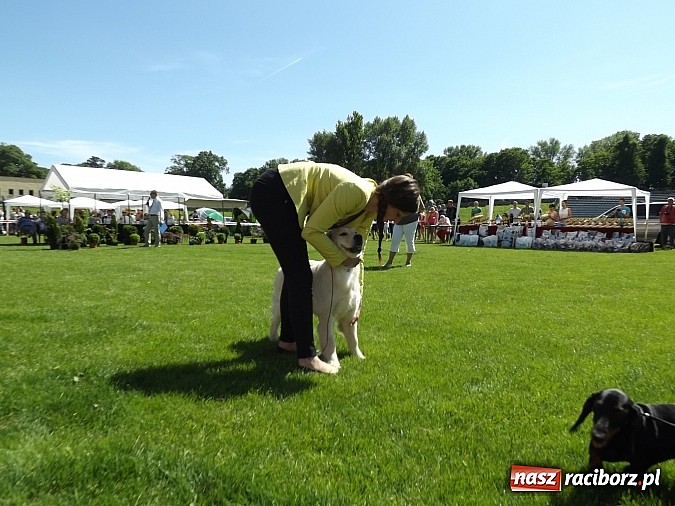 Zdjęcie w galerii na portalu naszraciborz.pl: XX Jubileuszowa Krajowa Wystawa Psów Rasowych  wiadomości z regionu