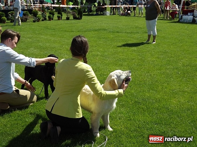 Zdjęcie w galerii na portalu naszraciborz.pl: XX Jubileuszowa Krajowa Wystawa Psów Rasowych  wiadomości z regionu