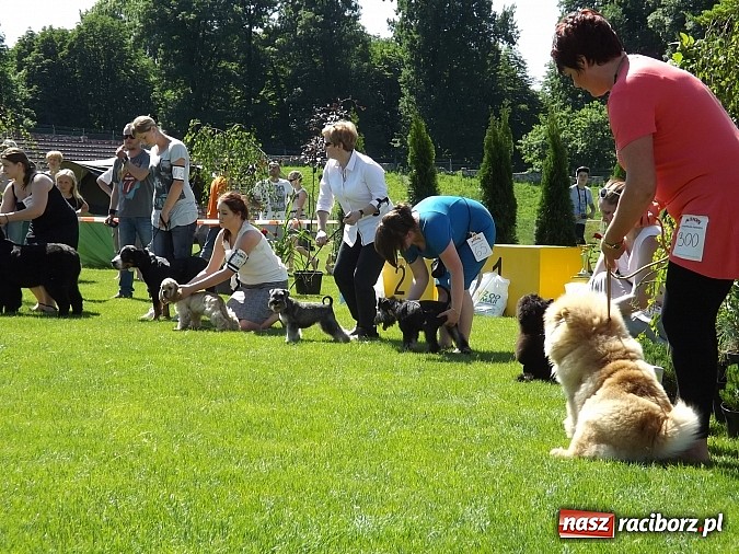 Zdjęcie w galerii na portalu naszraciborz.pl: XX Jubileuszowa Krajowa Wystawa Psów Rasowych  wiadomości z regionu