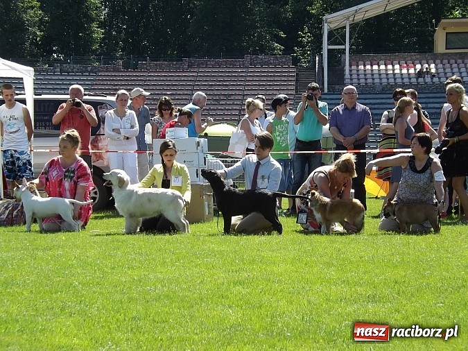 Zdjęcie w galerii na portalu naszraciborz.pl: XX Jubileuszowa Krajowa Wystawa Psów Rasowych  wiadomości z regionu