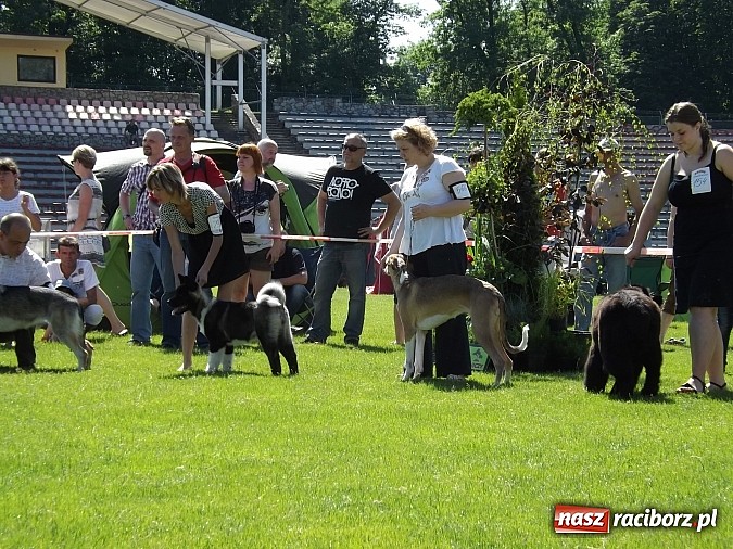 Zdjęcie w galerii na portalu naszraciborz.pl: XX Jubileuszowa Krajowa Wystawa Psów Rasowych  wiadomości z regionu