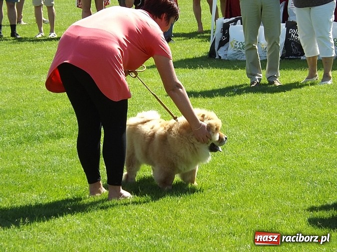 Zdjęcie w galerii na portalu naszraciborz.pl: XX Jubileuszowa Krajowa Wystawa Psów Rasowych  wiadomości z regionu