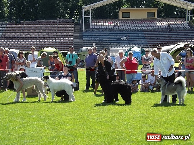 Zdjęcie w galerii na portalu naszraciborz.pl: XX Jubileuszowa Krajowa Wystawa Psów Rasowych  wiadomości z regionu