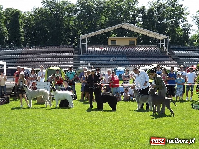 Zdjęcie w galerii na portalu naszraciborz.pl: XX Jubileuszowa Krajowa Wystawa Psów Rasowych  wiadomości z regionu