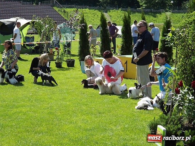 Zdjęcie w galerii na portalu naszraciborz.pl: XX Jubileuszowa Krajowa Wystawa Psów Rasowych  wiadomości z regionu