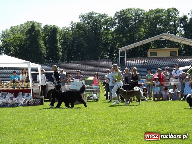 Zdjęcie w galerii na portalu naszraciborz.pl: XX Jubileuszowa Krajowa Wystawa Psów Rasowych  wiadomości z regionu