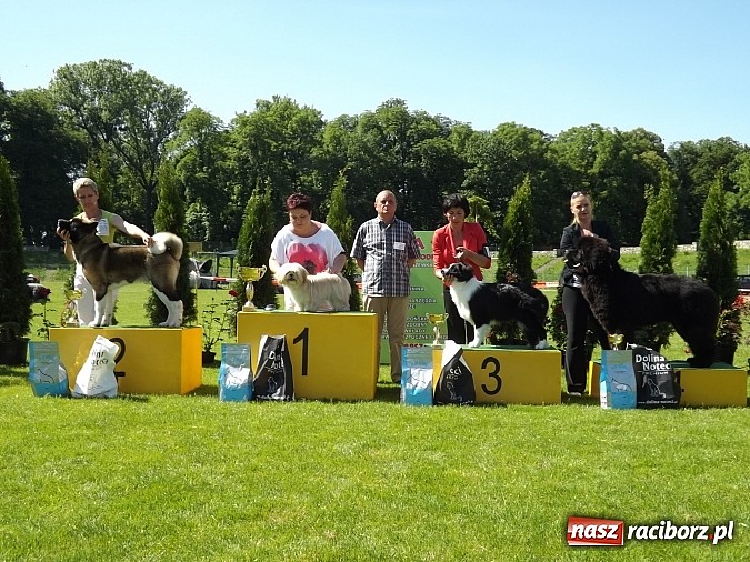 Zdjęcie w galerii na portalu naszraciborz.pl: XX Jubileuszowa Krajowa Wystawa Psów Rasowych  wiadomości z regionu