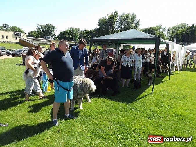 Zdjęcie w galerii na portalu naszraciborz.pl: XX Jubileuszowa Krajowa Wystawa Psów Rasowych  wiadomości z regionu