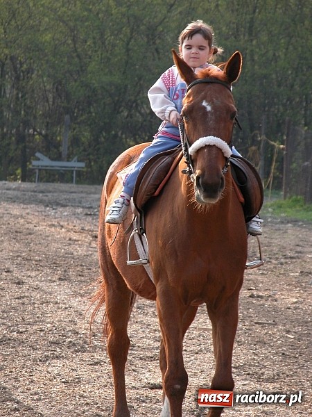 Zdjęcie w galerii na portalu naszraciborz.pl: Raciborzanka Mistrzynią Polski w Ujeżdżeniu! wiadomości z regionu