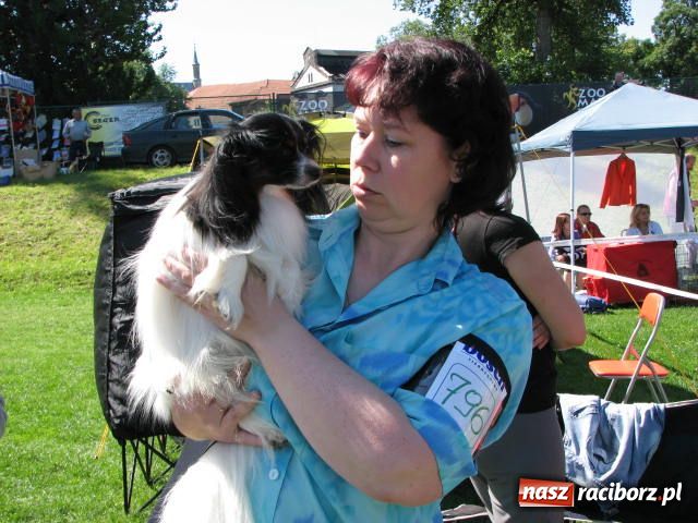 Zdjęcie w galerii na portalu naszraciborz.pl: Psie piękności w Raciborzu wiadomości z regionu