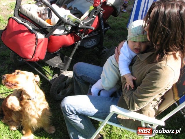 Zdjęcie w galerii na portalu naszraciborz.pl: Psie piękności w Raciborzu wiadomości z regionu