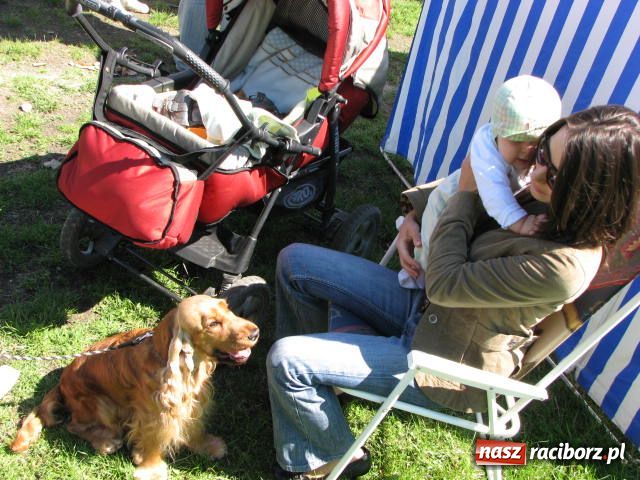 Zdjęcie w galerii na portalu naszraciborz.pl: Psie piękności w Raciborzu wiadomości z regionu
