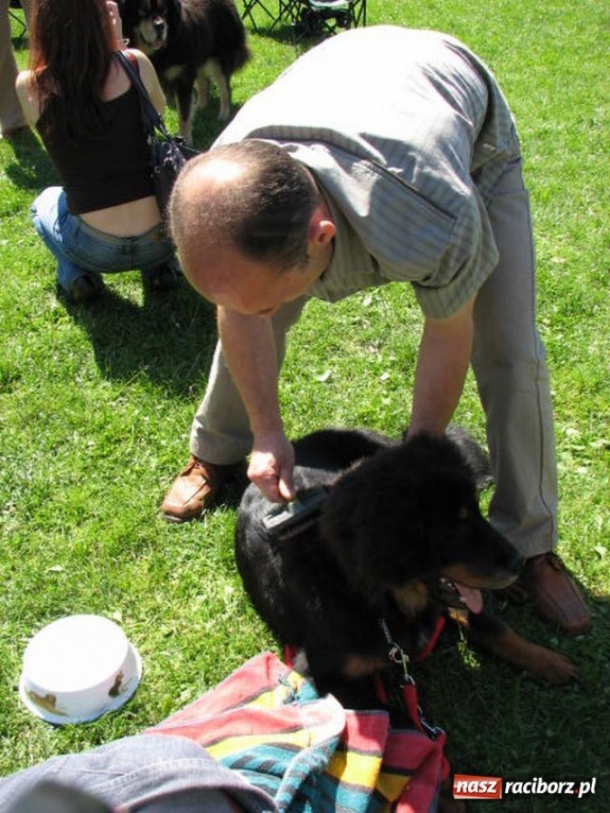 Zdjęcie w galerii na portalu naszraciborz.pl: Psie piękności w Raciborzu wiadomości z regionu