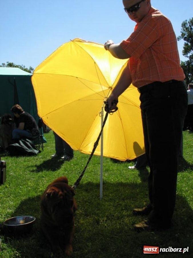 Zdjęcie w galerii na portalu naszraciborz.pl: Psie piękności w Raciborzu wiadomości z regionu