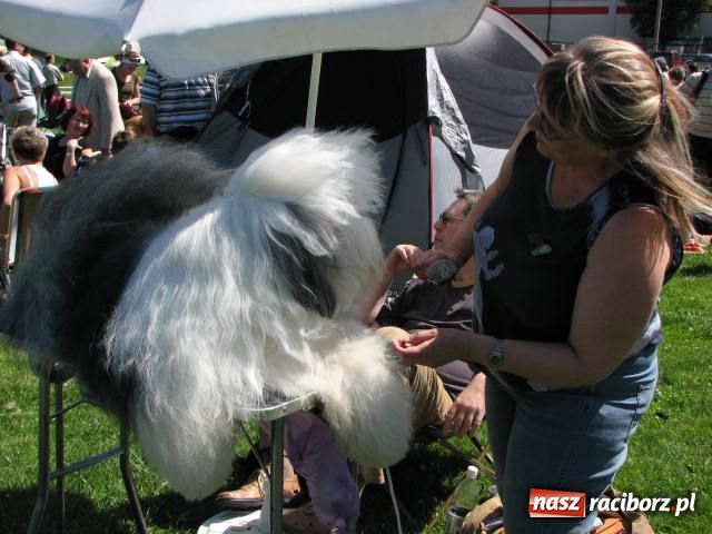 Zdjęcie w galerii na portalu naszraciborz.pl: Psie piękności w Raciborzu wiadomości z regionu