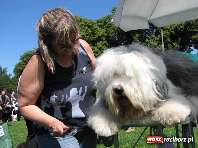 Zdjęcie w galerii na portalu naszraciborz.pl: Psie piękności w Raciborzu wiadomości z regionu